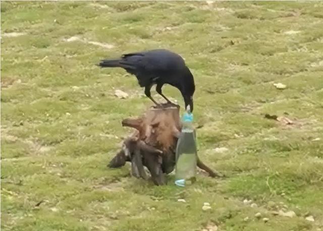网友拍到现实版“乌鸦喝水” 工作人员：是动物的本能